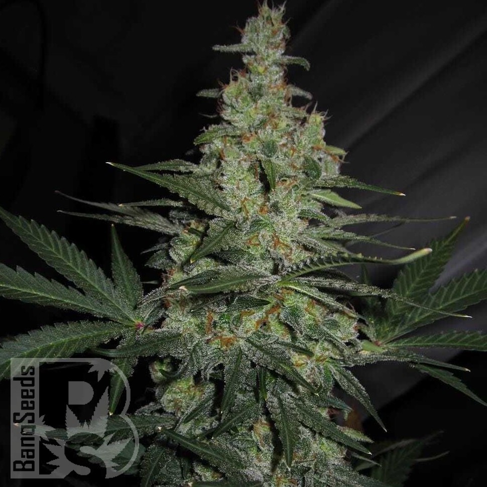 Семена конопли  Talas feminised Bang Seeds