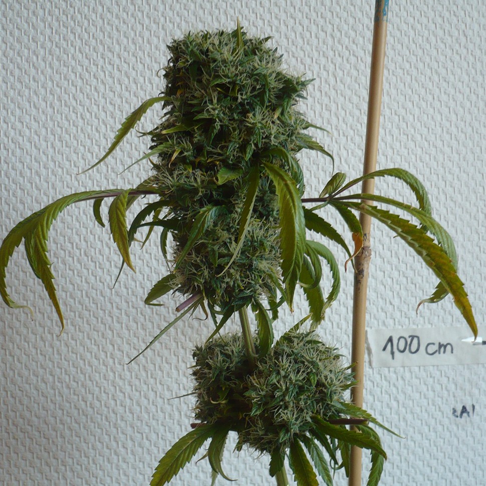 Качественные семена марихуаны Kali Mist feminised Ganja Seeds