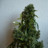 Семена конопли Kali Mist feminised Ganja Seeds