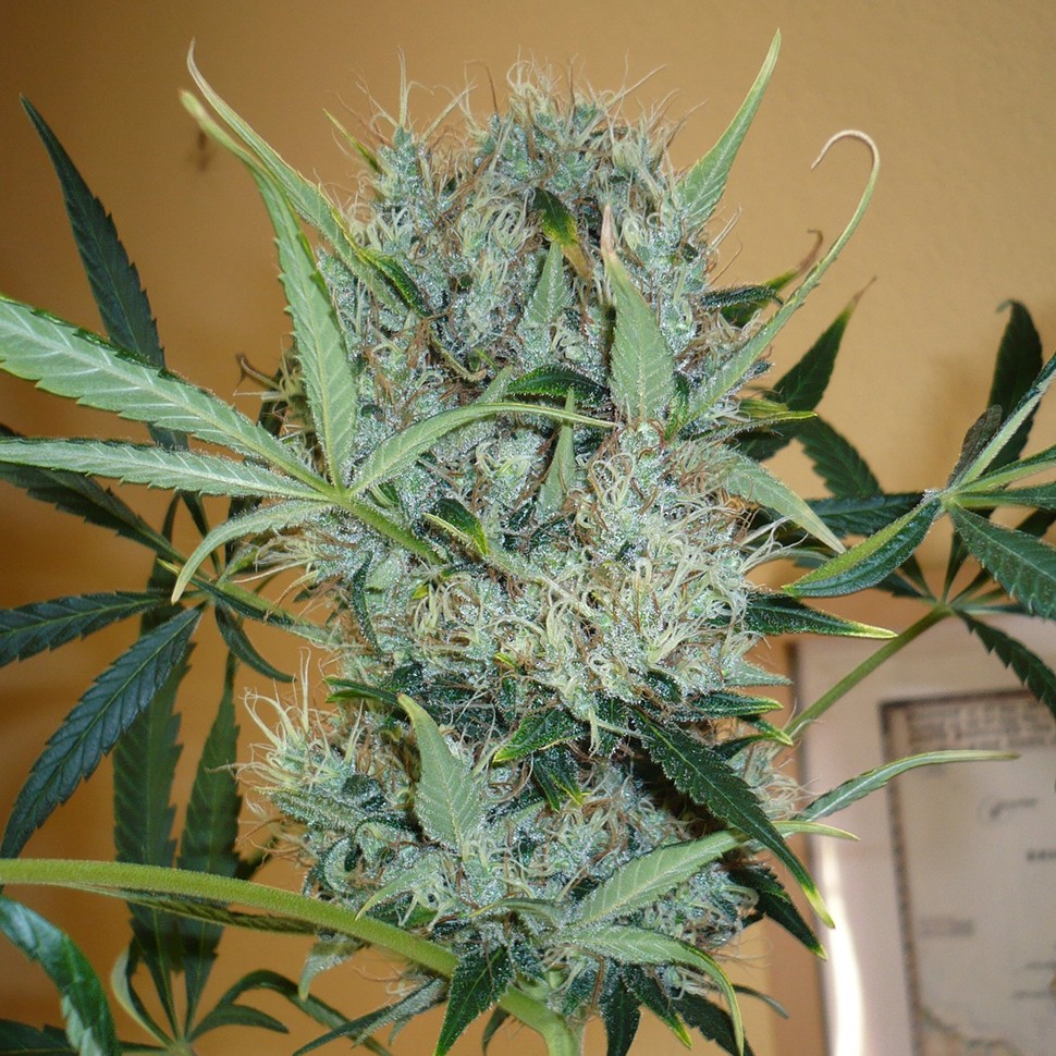 Недорогие семена конопли Kali Mist feminised Ganja Seeds