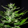 Семена Auto Maria feminised Ganja Seeds