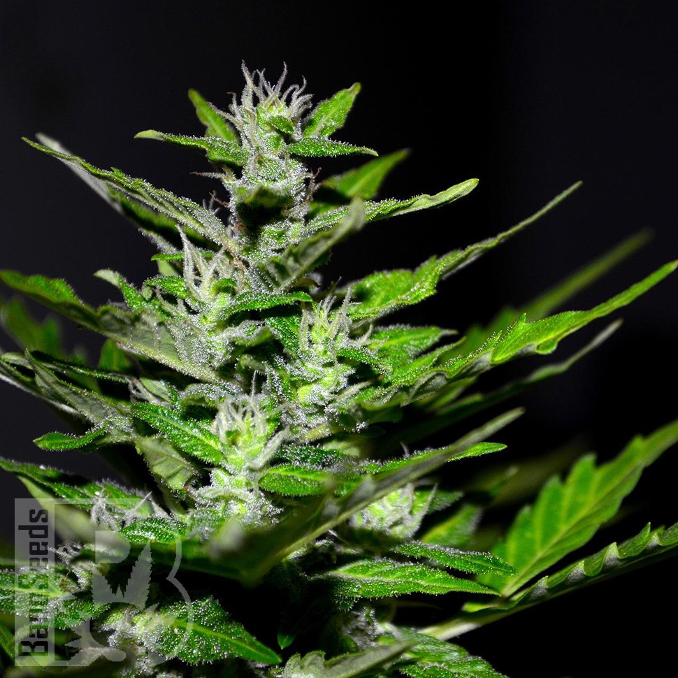 Семена каннабиса  Auto Maria feminised Ganja Seeds