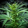 Auto Maria feminised Ganja Seeds купить