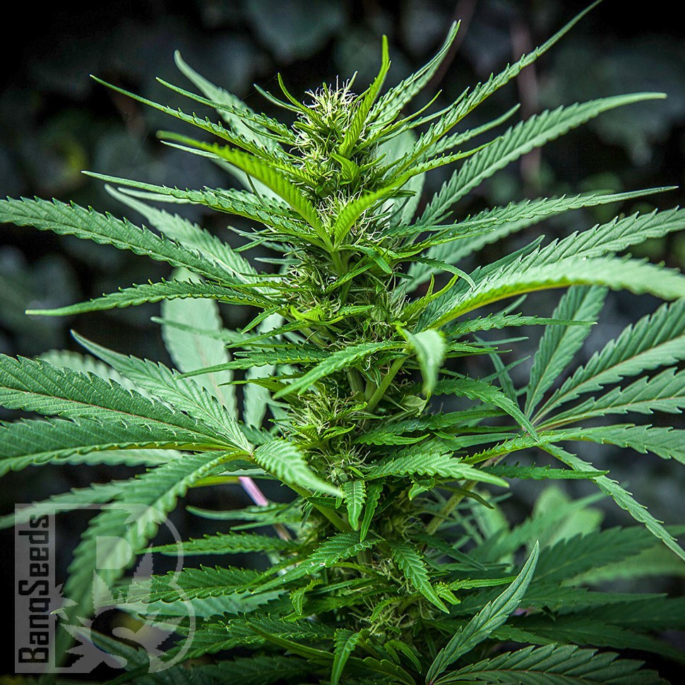 Auto Maria feminised Ganja Seeds купить