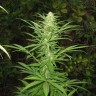 Auto Maria feminised Ganja Seeds заказать