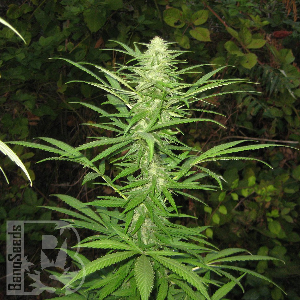 Auto Maria feminised Ganja Seeds заказать