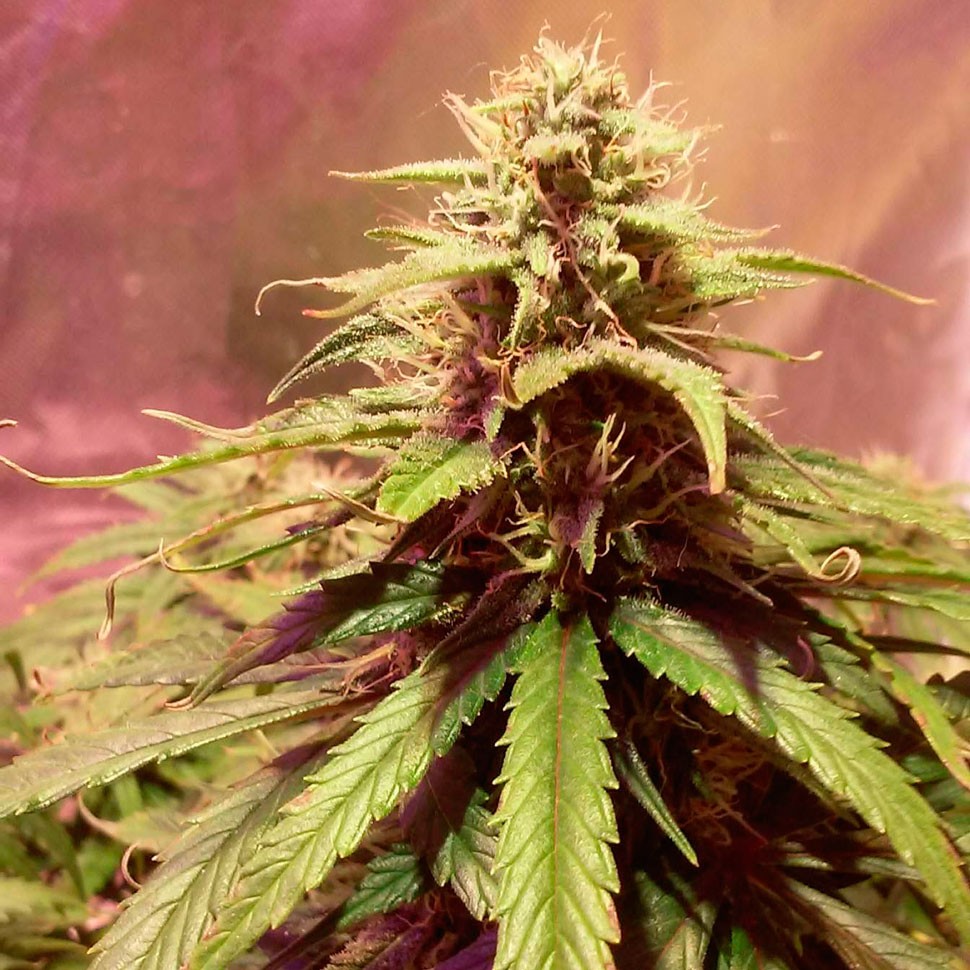 Семена конопли  Auto Power Plant feminised Ganja Seeds