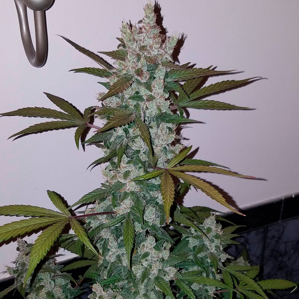 Семена  Russian Snow feminised Ganja Seeds