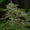 Семена ганжа  Auto Irgiz feminised Bang Seeds