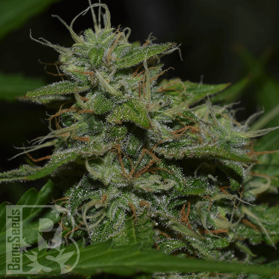 Семена ганжа  Auto Irgiz feminised Bang Seeds