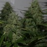 Семена ганжа  Auto Irgiz feminised Bang Seeds