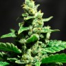 Семена конопли Auto Fast Bud #2 feminised Ganja Seeds