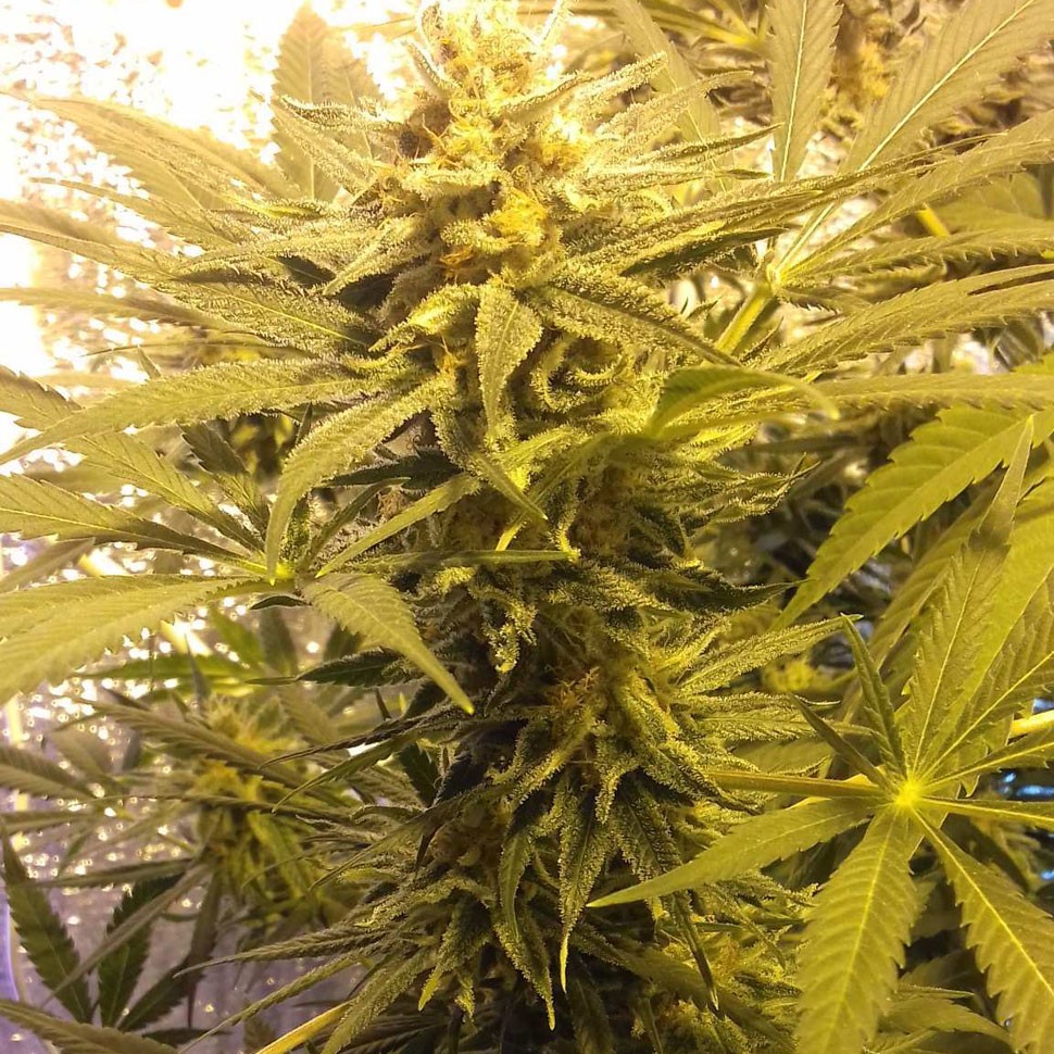 Семена ганжа  Marmalate feminised Ganja Seeds