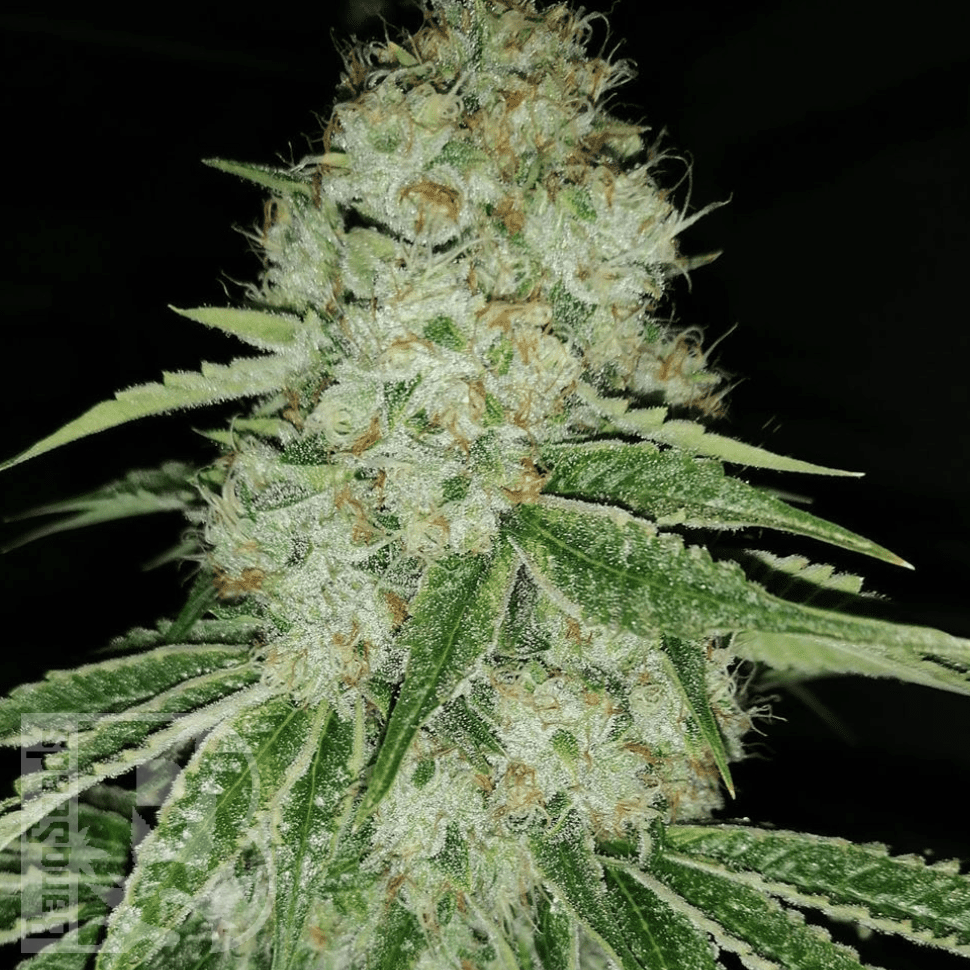 Семена ганжа  Marmalate feminised Ganja Seeds