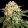 Семена ганжа  Marmalate feminised Ganja Seeds