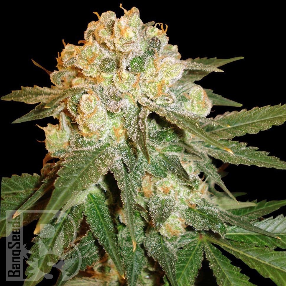 Семена ганжа  Marmalate feminised Ganja Seeds