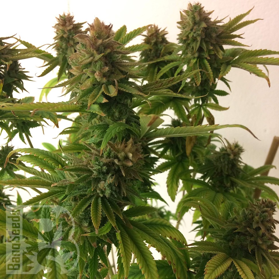 Семена марихуаны  Auto Mass feminised Ganja Seeds