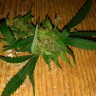 Grapefruit Haze feminised Ganja Seeds