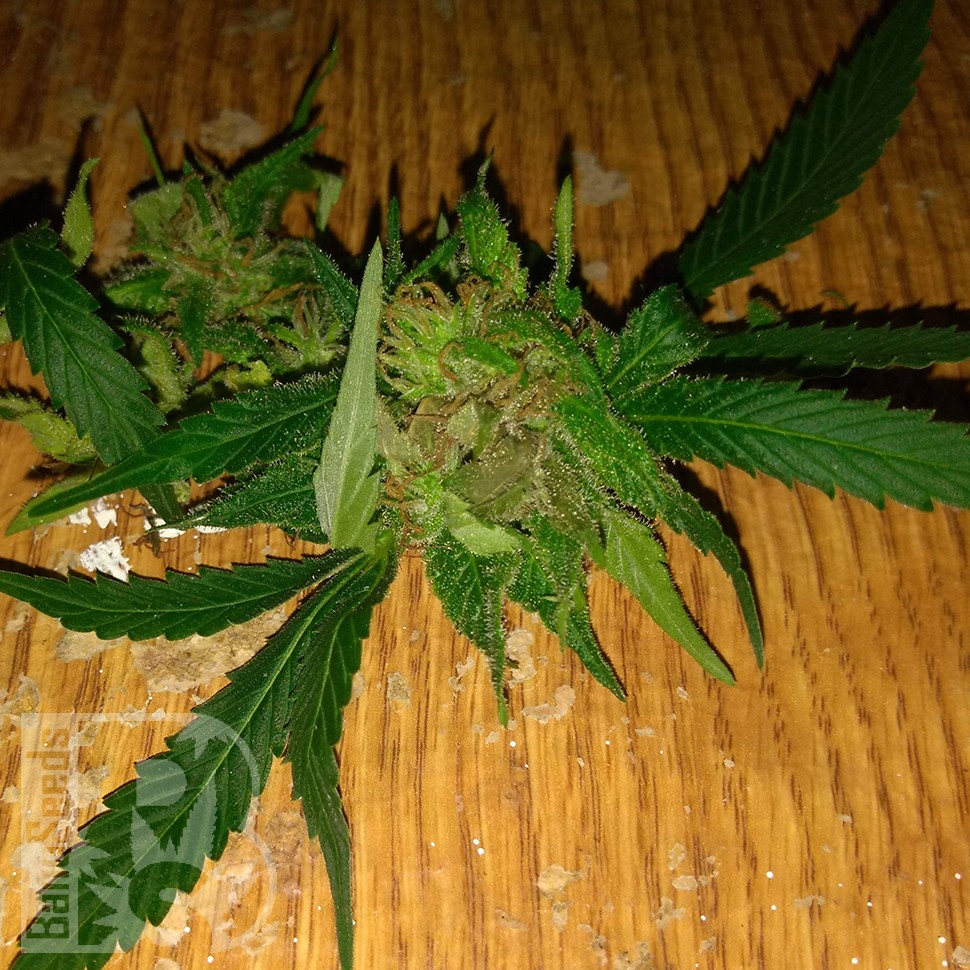 Grapefruit Haze feminised Ganja Seeds