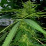 Grapefruit Haze feminised Ganja Seeds