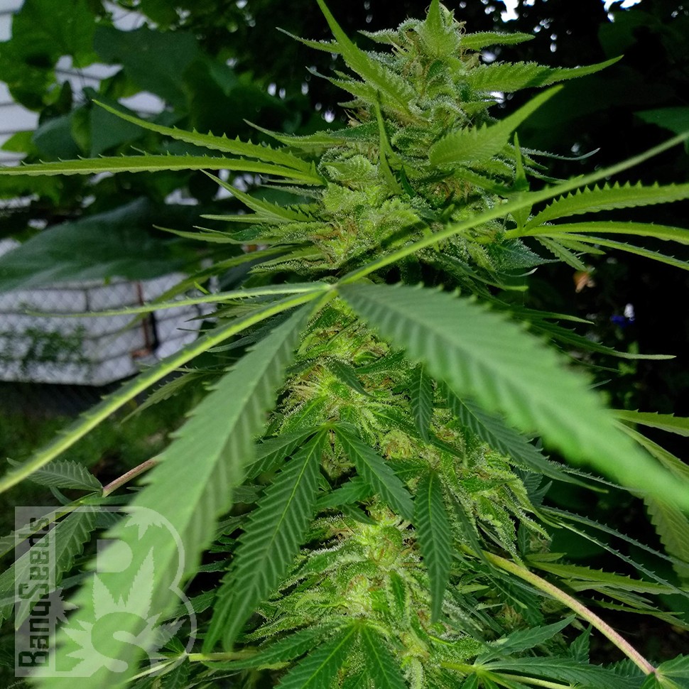 Grapefruit Haze feminised Ganja Seeds