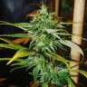 Grapefruit Haze feminised Ganja Seeds