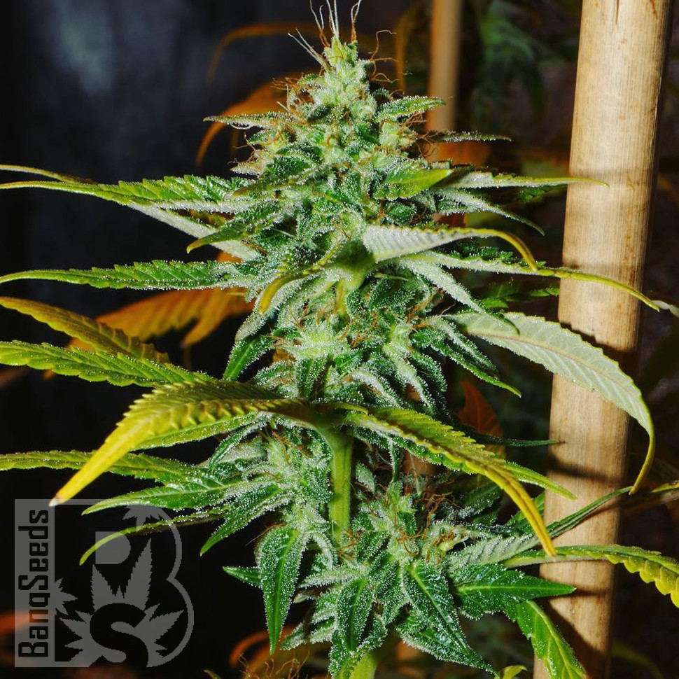 Grapefruit Haze feminised Ganja Seeds