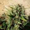 Grapefruit Haze feminised Ganja Seeds