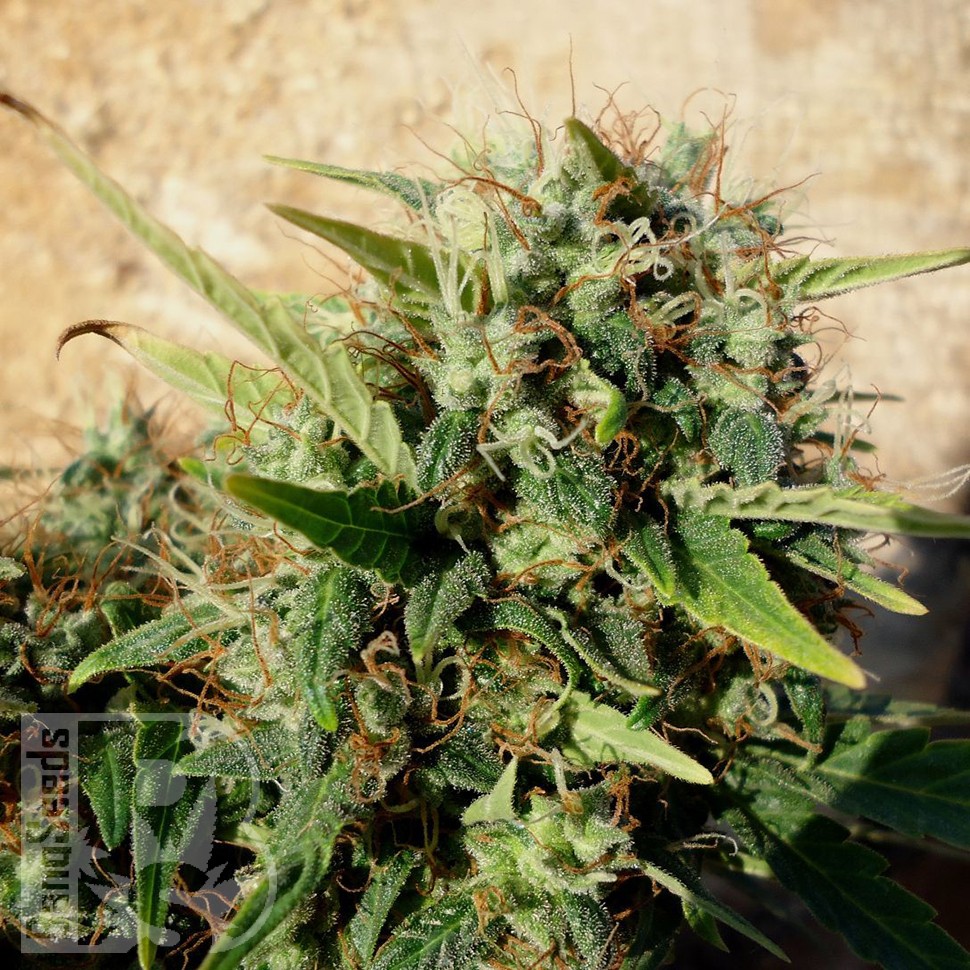 Grapefruit Haze feminised Ganja Seeds