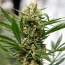 Grapefruit Haze feminised Ganja Seeds