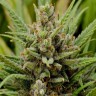 Grapefruit Haze feminised Ganja Seeds