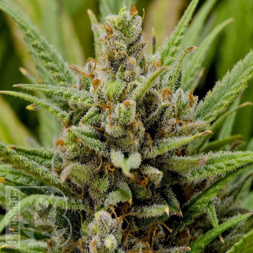 Grapefruit Haze feminised Ganja Seeds