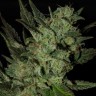 Grapefruit Haze feminised Ganja Seeds