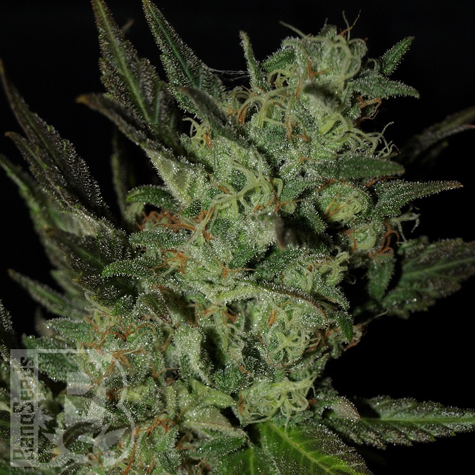 Grapefruit Haze feminised Ganja Seeds