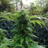 Grapefruit Haze feminised Ganja Seeds