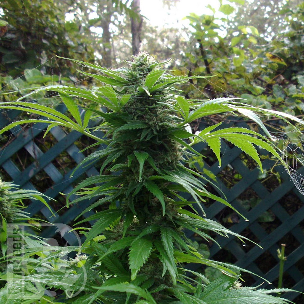 Grapefruit Haze feminised Ganja Seeds