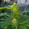 Grapefruit Haze feminised Ganja Seeds