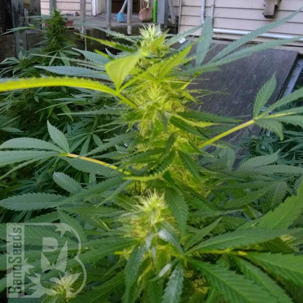 Grapefruit Haze feminised Ganja Seeds