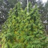 Grapefruit Haze feminised Ganja Seeds