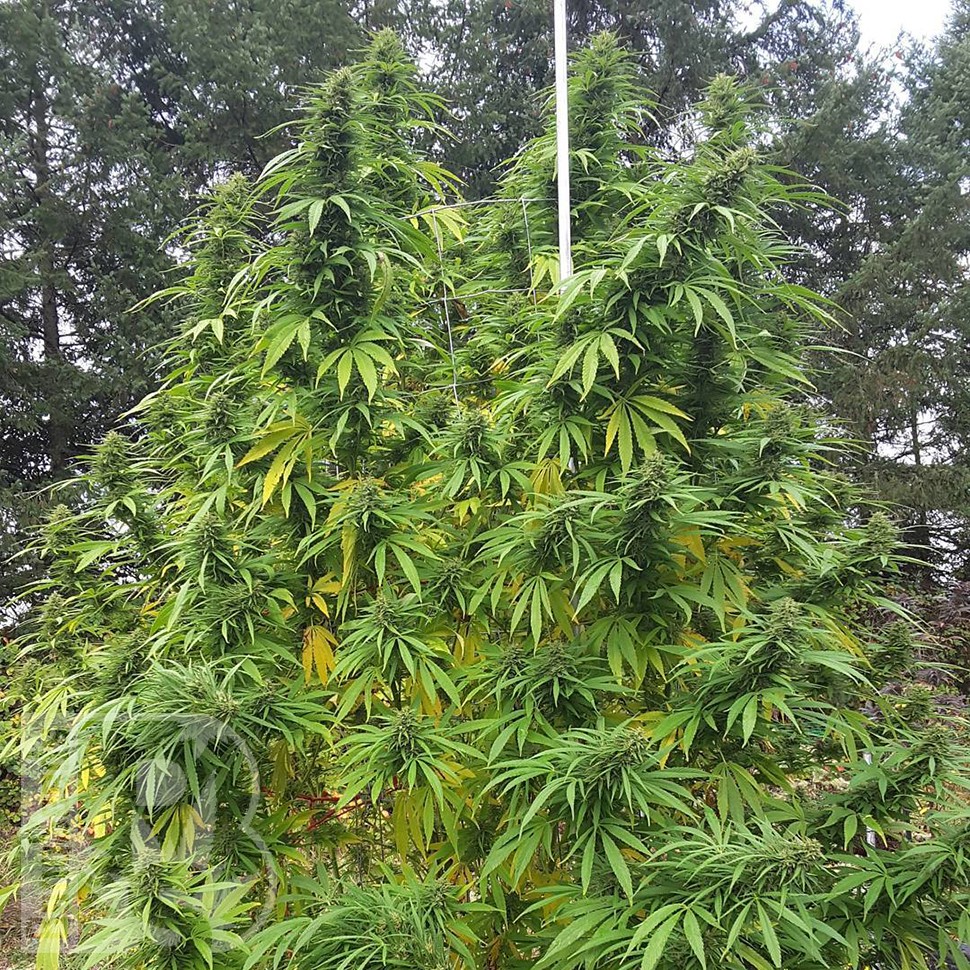 Grapefruit Haze feminised Ganja Seeds