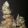 Grapefruit Haze feminised Ganja Seeds