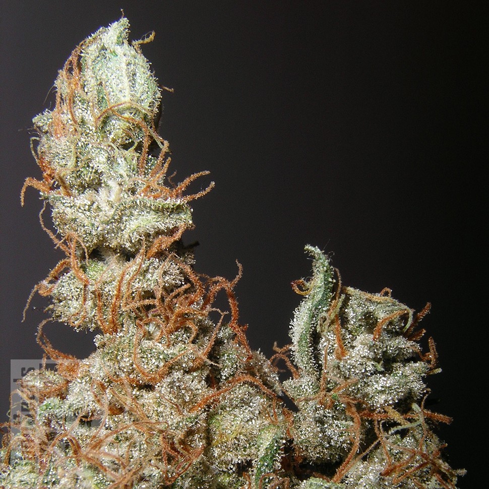 Grapefruit Haze feminised Ganja Seeds