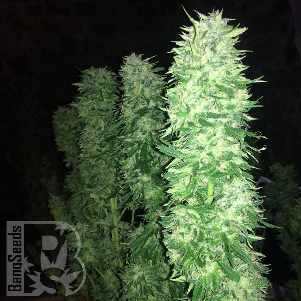 Grapefruit Haze feminised Ganja Seeds