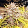 семена конопли наложенным платежом Auto Fat Banana feminised Ganja Seeds