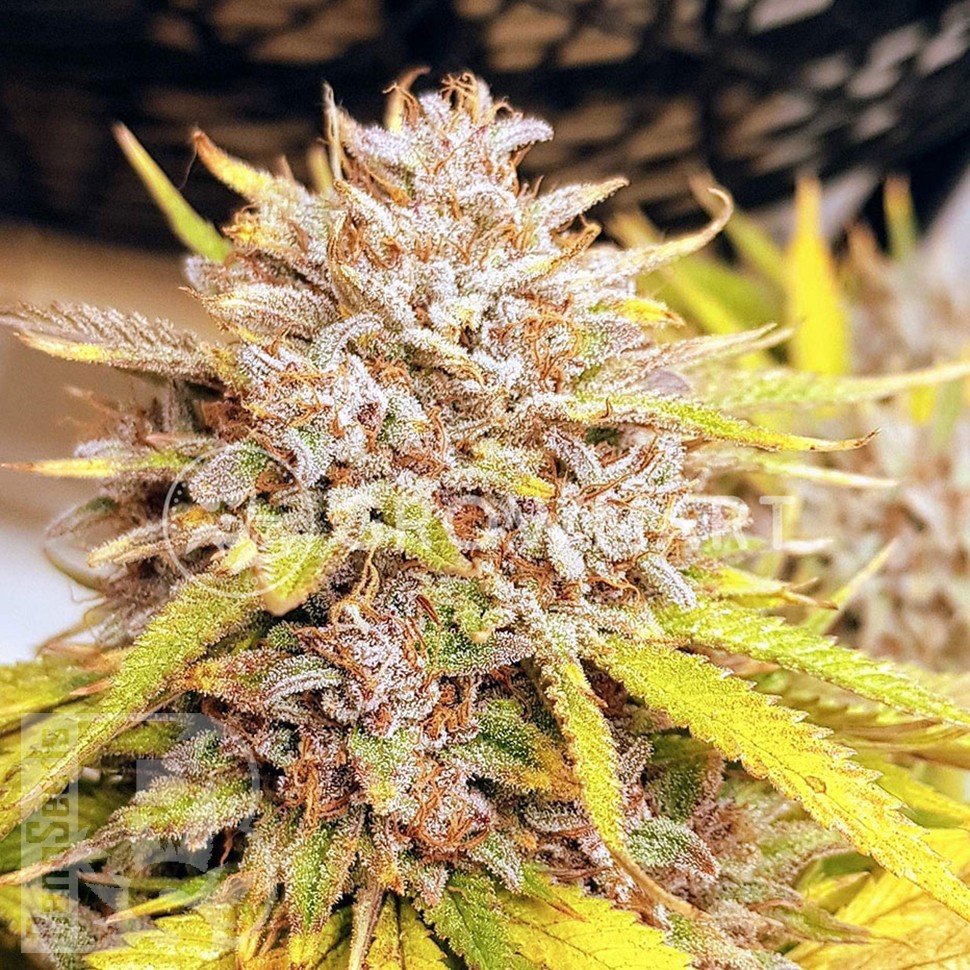 Семена марихуаны  Auto Fat Banana feminised Ganja Seeds