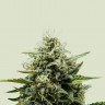 семена конопли недорого Auto Fat Banana feminised Ganja Seeds