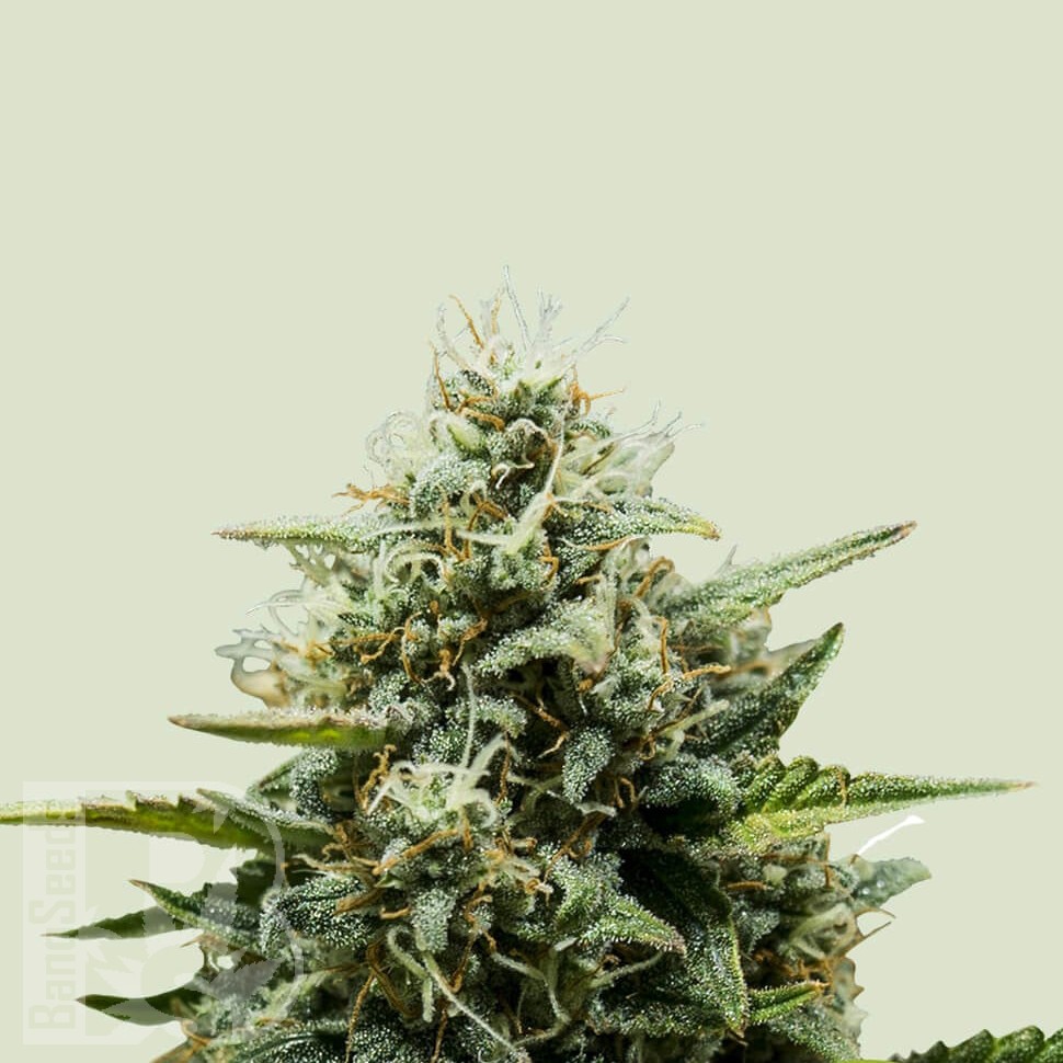 семена конопли недорого Auto Fat Banana feminised Ganja Seeds