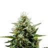 семена конопли отзывы Auto Fat Banana feminised Ganja Seeds