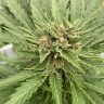 интернет магазин семян конопли Auto Fat Banana feminised Ganja Seeds