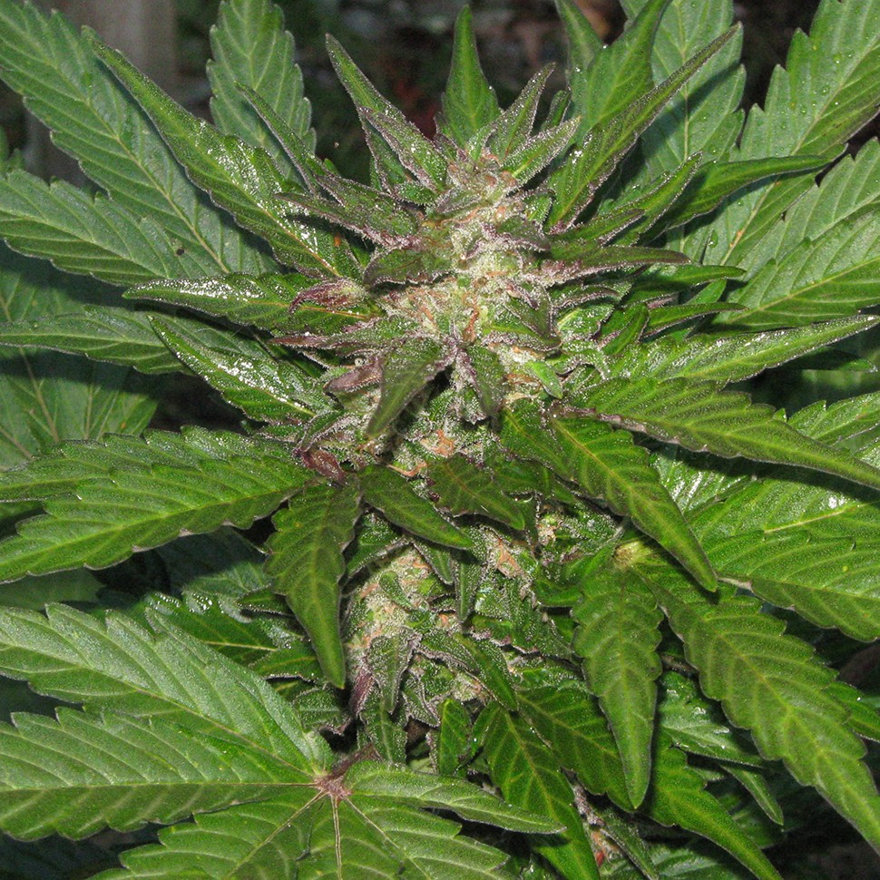 Семена  Kalashnikova feminised Ganja Seeds